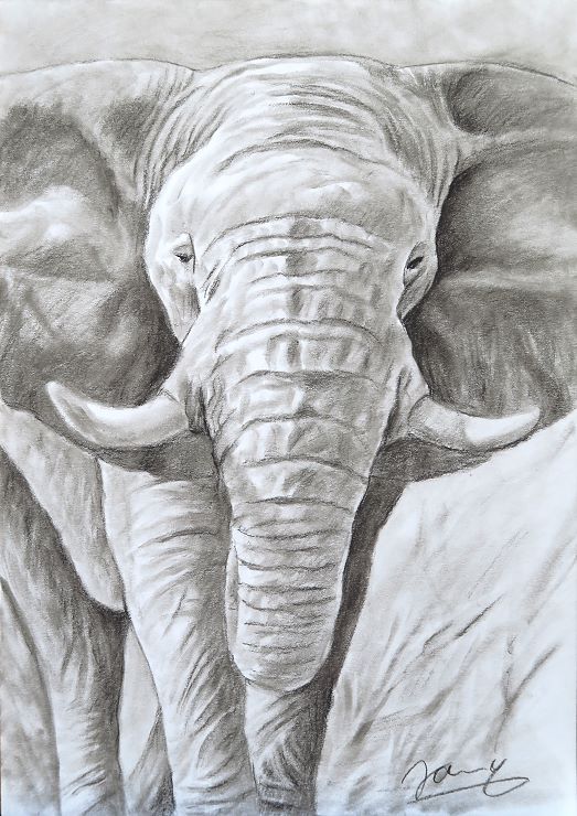 Elefant Zeichnung Kunst Malerei