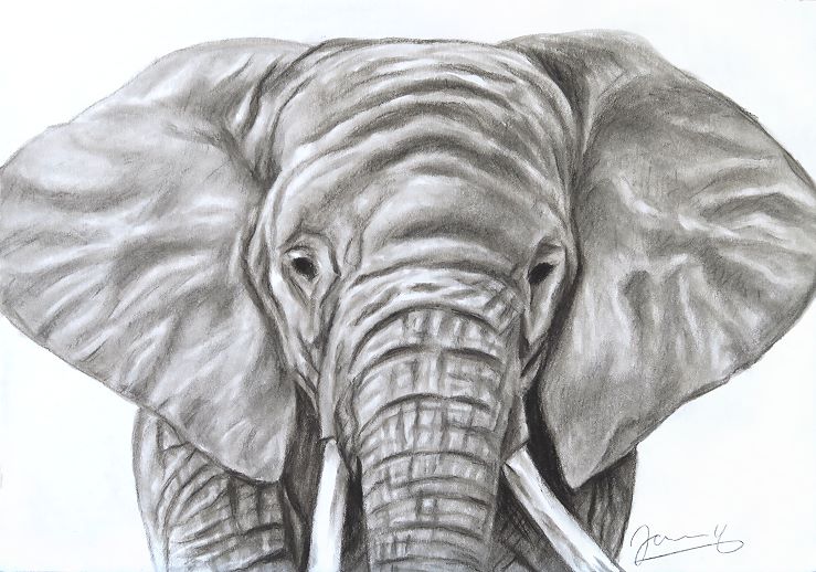 Elefant Baby Kohlezeichnung Kunst Malerei Zeichnung