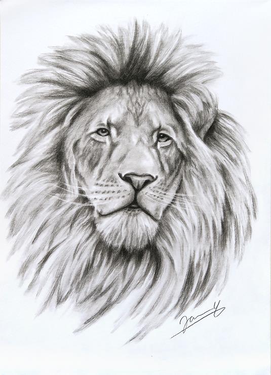 Löwe Zeichnung Kohlezeichnung