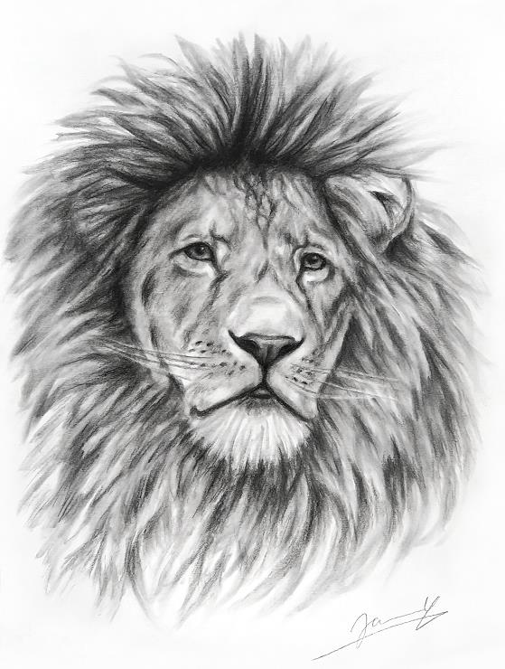 Löwe (3) Zeichnung Portrait Tierbild