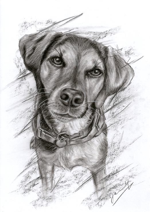 Hundebild Zeichnung Portrait
