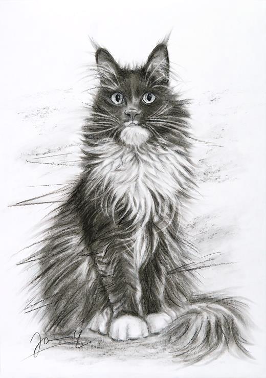 Zeichnung Portrait Katze
