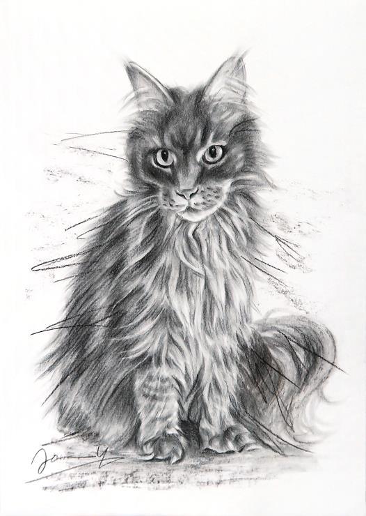 Zeichnung Portrait Katze