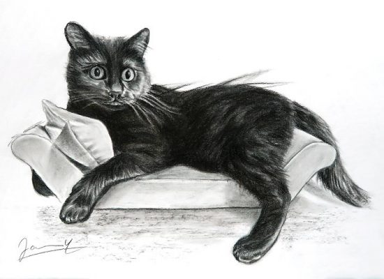 Zeichnung Portrait Katze