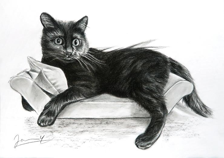 Zeichnung Portrait Katze